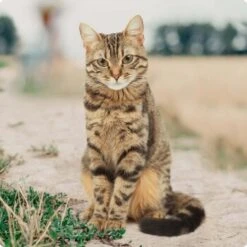 REAL NATURE Classic Senior Mixpaket 12x85g -Tierbedarf Rabatt Geschäft bc56b458619aa86240780c2f64ff928db9b8da6b 1246887 de DE Real Nature Original Cat Bild