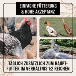 Aniforte FarmLife Geflügel Körner Auslese 5 Kg -Tierbedarf Rabatt Geschäft c2628ae2c0585f930beaae0412860d333df94762 1496422 de DE 676e8b741a50f1249a5e464f85e4e17fbbf022e259cv7l