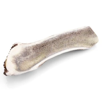 Larsson Halbiertes Geweih M Ca. 80-120g 4 Larsson Halbiertes Geweih M Ca. 80-120g – Bild 4