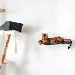 Canadian Cat Company Filz-Hängematte Für Die Wand -Tierbedarf Rabatt Geschäft d6982ed9d12e9d0cbfd4107464642cbf75290f16 1360996 de DE d8ac4e7927d3348063cd4288852ccba5cd28bc01nV0N95