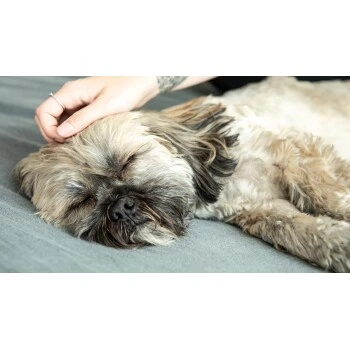 Mammaly Forever Young 110g 4 Mammaly Forever Young 110g – Bild 4