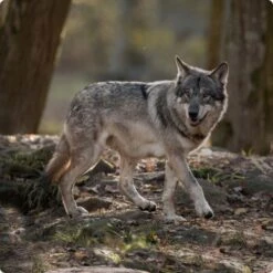 REAL NATURE WILDERNESS Adult Green Coast Ente Mit Shrimps 6x200 G 9 REAL NATURE WILDERNESS Adult Green Coast Ente Mit Shrimps 6x200 G -Tierbedarf Rabatt Geschäft d8df16d01d44eca47dceb4029baf88ff4ded8402 1248542 de DE Real Nature Wilderness Dog bild 3