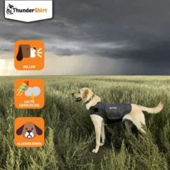 Thundershirt Beruhigungsweste Grau XS 12 Thundershirt Beruhigungsweste Grau XS -Tierbedarf Rabatt Geschäft dba829e1909f5c4f6710e4085b27664b9bf6ac3e 1102942 2