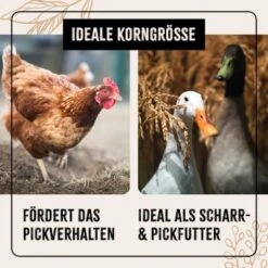 Aniforte FarmLife Geflügel Körner Auslese 5 Kg -Tierbedarf Rabatt Geschäft dc10dd0a1ab8ee009f58d4d3a19628aa85bc0619 1496422 de DE 2102b65a45b7722b1cb632443a0c76ab9cb257ddKMuXE7