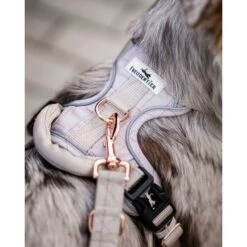 Freudentier Atmungsaktives Hundegeschirr S -Tierbedarf Rabatt Geschäft dfd85e8a66f6fba5e82ceb62e116fbf7743591b2 1429123 de DE 960e026e6ecdd61315321da762eb8d6246f50023MkXX3W