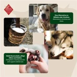 ChronoBalance Kuhmilch Käsestick Für Hunde 65 G -Tierbedarf Rabatt Geschäft e6a87c905a2cea9bcf698f1efe84fa448df25310 1409631 de DE ad3c3860dd1f5c0542b042c1c87b5544be17d6b0QR3AYw