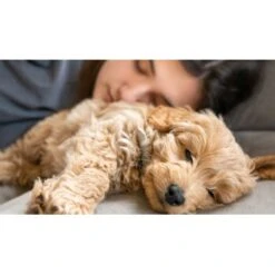 Mammaly Puppy Power 110g -Tierbedarf Rabatt Geschäft ee84baad2292c99133ef1aa1b1de8be40c6f9e3a 1472892 1