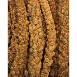 JR Farm Gelbe Kolbenhirse 1,5 Kg -Tierbedarf Rabatt Geschäft f38b3973c37de3c4049cfe33760d45f9b1030524 bf617f613049b6bf32c99e0b1ff1845b71b1521d