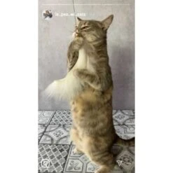 Kater Kasimir Premium Katzenangel Mit 4 Handgemachten Anhängern Aus Naturmaterial 7 Kater Kasimir Premium Katzenangel Mit 4 Handgemachten Anhängern Aus Naturmaterial -Tierbedarf Rabatt Geschäft f5a0947d639de966c4125c979f26b15c23b5fa95 1408150 de DE aa9d1c169f7ec9191367c416c4b64e9770f966aeO7Adip