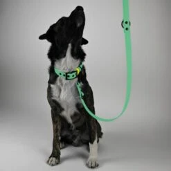 THE DOG IDEA Biothane Hundeleine Mint -Tierbedarf Rabatt Geschäft f782e63c3994ca14df223cec88aaa339806a5961 1679158 de DE a444acbc611c3019faf0367530802dc2b00c59ddhNediU