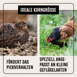 Aniforte FarmLife Wachtel Futter Müsli 5 Kg -Tierbedarf Rabatt Geschäft f9d4ddeefe1612dbc4a30e79d439391497fdb8eb 1496424 de DE cc35c973e64a4721f03572d0efc40fd0204d0410AxwbbK