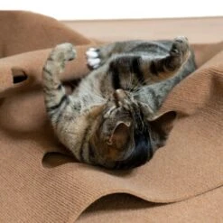 Canadian Cat Company Spielteppich Für Katzen Braun -Tierbedarf Rabatt Geschäft feeb1471a0788eb13995861dfe89bb445b21d4b8 1394213 de DE 4a32360e22e339a18cf0f9a52c488f1077251d777uzNQw